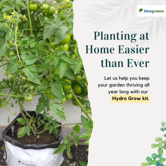 HydroGrow: Basic Kitchen Garden Trial Pack