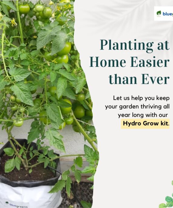 HydroGrow: Basic Kitchen Garden Trial Pack